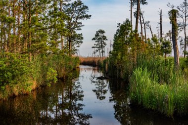 Dusk, Blackwater Ulusal Vahşi Yaşam Sığınağı MD ABD 'de Durgun Su Yansımaları