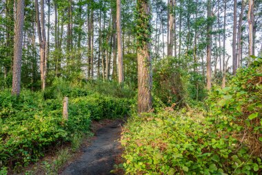 The Marsh Edge Trail in a Hot Summer Day, Blackwater NWR Maryland ABD