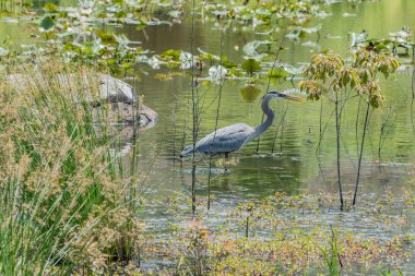 Büyük Mavi Balıkçıl Gettysburg PA USA 'da Balık Yakalayamadı.