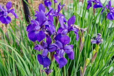 Purple Iris Blooms on a Spring Afternoon, Glenville Pennsylvania USA clipart