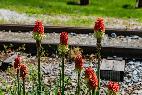 stock image Wildflowers along the Railroad Tracks, Muddy Creek Forks Pennsylvania USA