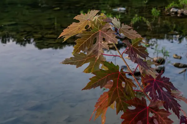 stock image Maple Tree along the Lake, Codorus State Park, Pennsylvania USA