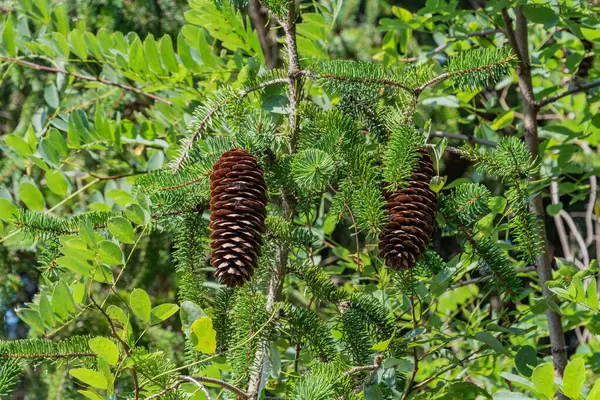 stock image Pinecones Along Marsh Creek, Gettysburg PA USA