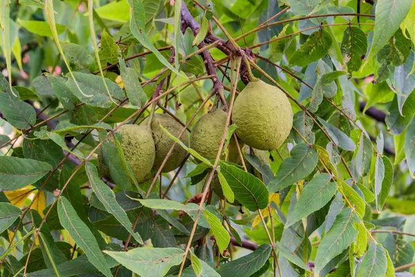 stock image Black Walnuts Along Marsh Creek, Gettysburg Pennsylvania USA