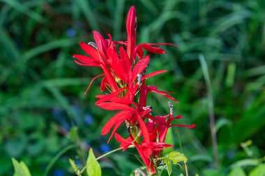 Kardinal Flower Bloom, Richard M Nixon County Park, PA ABD