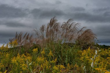 Upper Meadow 'da sonbahar yağmuru, Nixon Park, Pennsylvania, ABD