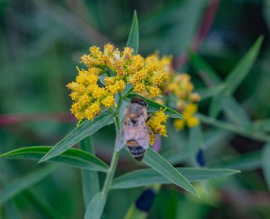 Bal Arısı Goldenrod 'da Bir Sonbahar Günü, York County Pennsylvania ABD