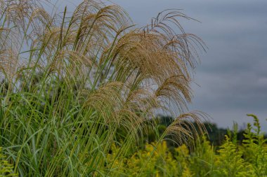 Long Grass Eylül Öğleden Sonra, Richard M Nixon County Park, Pennsylvania ABD