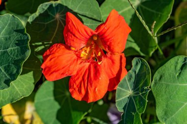 A Late Summer Bloom in the Community Garden, York City Pennsylvania USA clipart