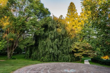 Ağlayan Beech ve Sequoia Trees Altın Saat, York City Pennsylvania ABD