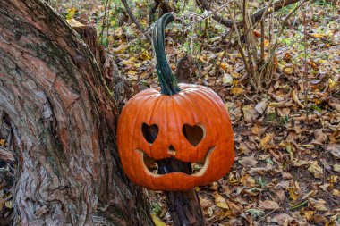 Jack O Lantern Ormanda, York Pennsylvania ABD