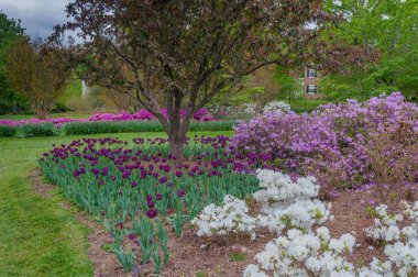 Laleler ve Azaleas, Sherwood Park Gardens, Baltimore MD ABD 'de.