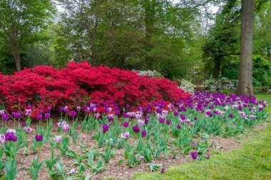 Tulips and Azaelas at Sherwood Park Gardens, Baltimore Maryland USA clipart