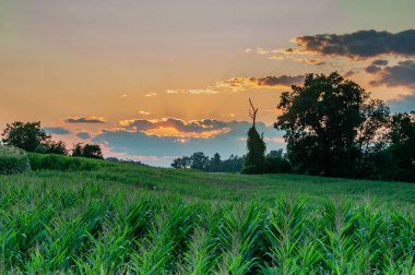 Cornfield, York County, Pennsylvania ABD 'de Altın Saat