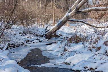Pensilvanya 'da bir kış öğleden sonra Codorus deresi boyunca devrilmiş bir ağaç.