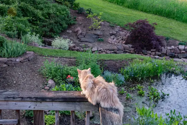 The Cat, York County Pennsylvania 'da Yaz Akşamı' nın tadını çıkarıyor.