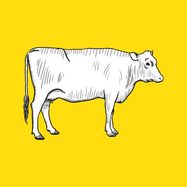 Vintage Cow Side. Sketh and Drawing Style - Vector. Eid al-Adha. Islam Vector illustration 