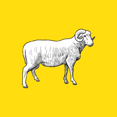 Klasik Koyun Kenarı. Sketh ve Çizim Biçimi - Vektör. Kurban Bayramı 'nda. İslam Vektörü illüstrasyonu 