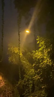 Sokak Işığı, Gece ve Sis Görüntüsü. Video kaydı. Yüksek kaliteli FullHD görüntüler