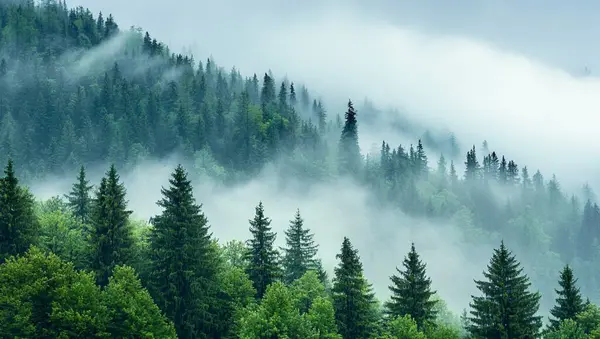 Ormanda güzel yeşil ağaçlar ve sis, Karpatlar
