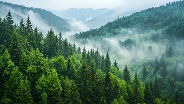 Sis ve yeşil otlarla kaplı dağ ormanı.