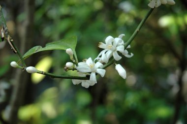 Bahçedeki Güzel Kumsal Çiçekleri