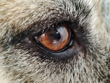 Köpek gözü, yakın plan.