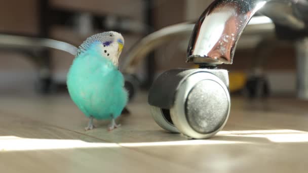 Papagaio Ondulado Azul Brincando Com Brinquedos Interior Casa — Vídeo de Stock