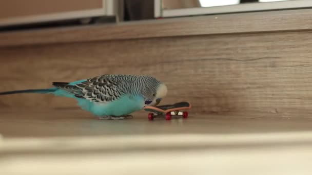 Blauer Wellenpapagei Spielt Mit Spielzeug Haus — Stockvideo