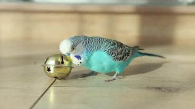 Mavi dalgalı papağan evin içinde oyuncaklarla oynuyor.