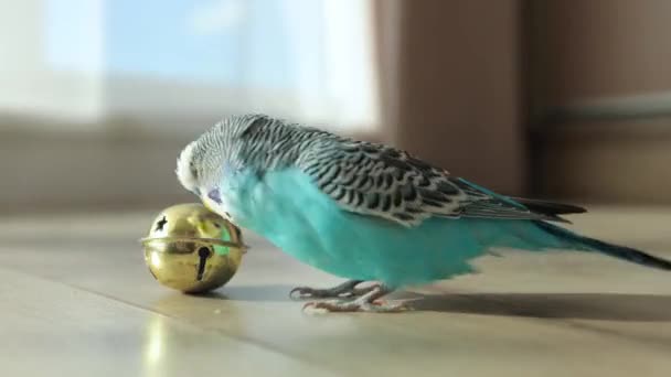 Blå Vågig Papegoja Leker Med Leksaker Huset Interiör — Stockvideo