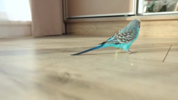 Blauwe Golvende Papegaai Spelen Met Speelgoed Huis Interieur — Stockvideo