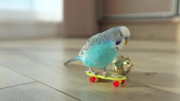 Μπλε Κυματιστό Παπαγάλο Παίζει Παιχνίδια Στο Εσωτερικό Του Σπιτιού — Αρχείο Βίντεο