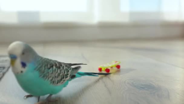 Papagaio Ondulado Azul Brincando Com Brinquedos Interior Casa — Vídeo de Stock