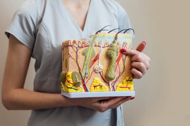 Deri katmanları ve saç folikülleriyle cilt modeli