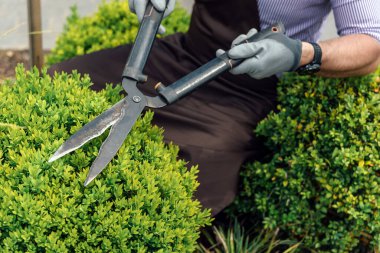 Bir bahçe merkezinde uzun ömürlü bitkiler yetiştirme ve bakımı kavramı