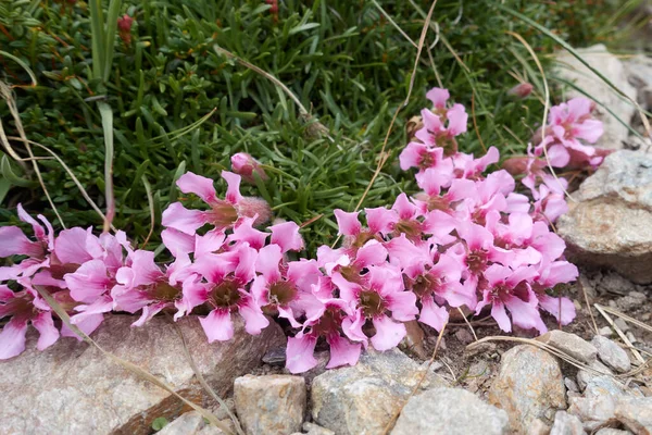 Flores Montaña Con Flores Rosadas — Foto de Stock