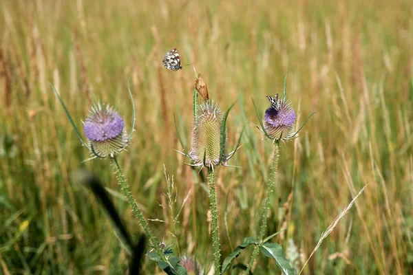 Flowering Thistles Butterflies — Stock Photo, Image