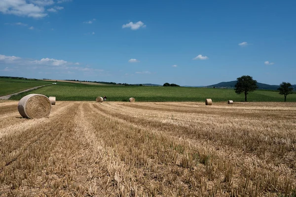 Пшеничне Поле Після Збору Врожаю — стокове фото