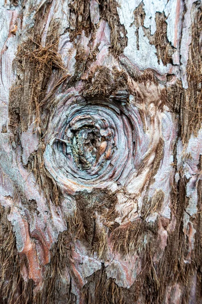 树皮图案 — 图库照片