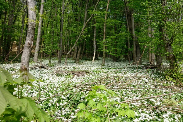 Bright Forest Large Area Wild Garlic Blooms — Stock Photo, Image