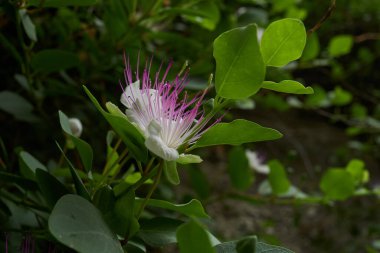 Bir kapari çalısı çiçeği (Capparis spinosa)