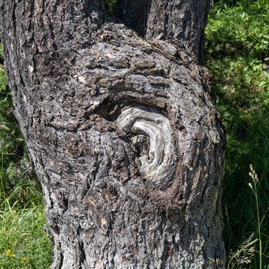 Yaşlı bir ağacın uzun iyileşmiş bir dalı insan kulağına benzer..