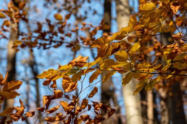 Mavi gökyüzü ile sonbahar yaprakları