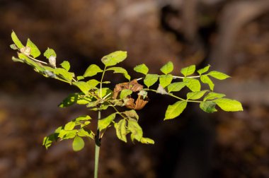 Yavru kayın (ibne) ormanda