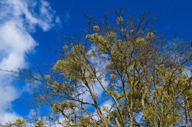 Koyu mavi gökyüzü ve bulutlu huş ağacı