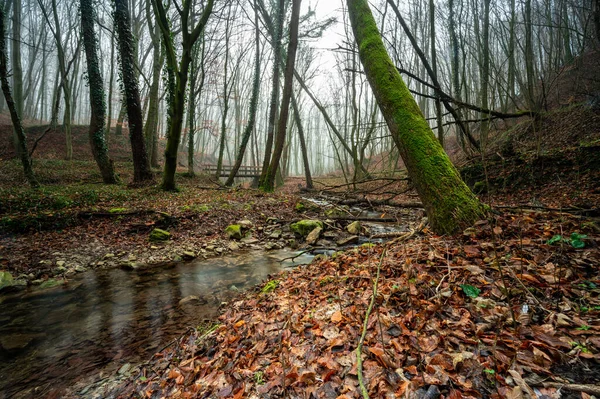 stock image A small river meanders through a forest covered with autumnal foliage with a small bridge of a hiking trail in the background. The sky is covered with a mystical fog.