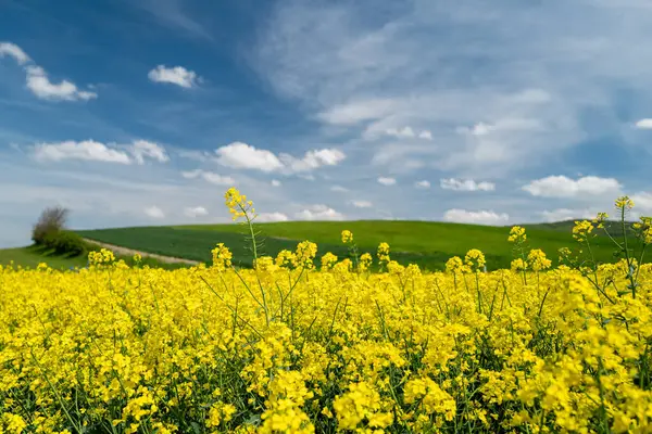 A blooming rapeseed field with a grassy hill in the background and some clouds of veil in the blue sky.