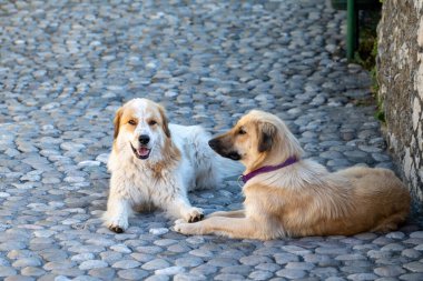 İki büyük dost köpek kaldırım taşlarına uzanıp sabah güneşinin tadını çıkarıyor..