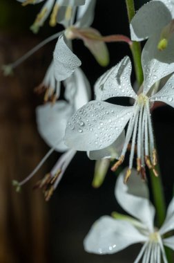 Sabahları çiyli Lindheimer Clockweed 'in detaylı görüntüsü..